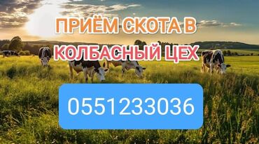 ���������� ������������ �� ��������������: Сатып алам | Уйлар, букалар, Жылкылар, аттар, Башка а/ч жаныбарлары | Акысыз жеткирүү, Бардык шартта, Борго байлап семиртилген