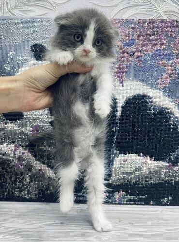 котята сибирской кошки: Шотландские вислоухие котята (Scottish Fold).Мальчик и девочка.Возраст