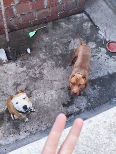 İtlər: Pitbul, 1 ay, Ünvandan götürmə, Rayonlara çatdırılma, Pulsuz çatdırılma — 16