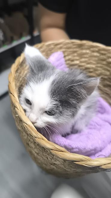 кот белый: Котёнок серо-белого окраса Девочка 1 месяц, здоровая после — 1