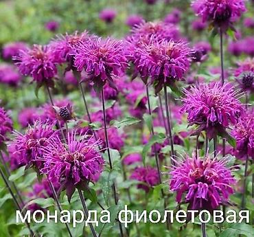 ананас цена: Продаю фейхоа 10 лет за 8000с. Розмарин, майоран, лаванда, шалфей — 6