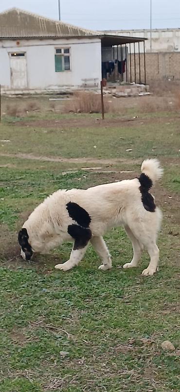 İtlər: Alabay, 1 il, Dişi, Peyvəndli — 6