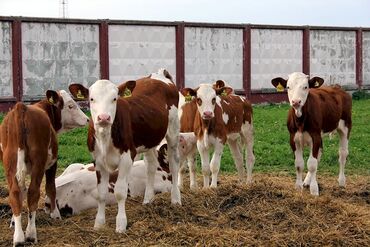 кыргыз добот ит: Продаю | Корова (самка), Бык (самец), Тёлка