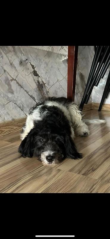 itler pudel: Pudel, 8 ay, Peyvəndli — 1