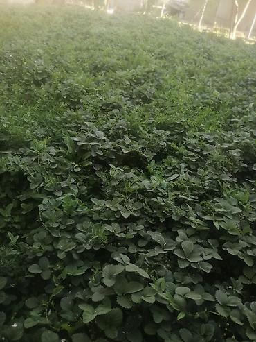 Продажа времянок: Уй магазини, клубника багы менен сатылат. Бишкектин, Алтын казык — 6