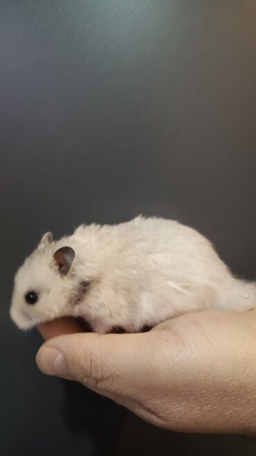 Gəmiricilər: Angora sort xomyaklar mehribandırlar bu sort dişləmir və aqressiv — 7