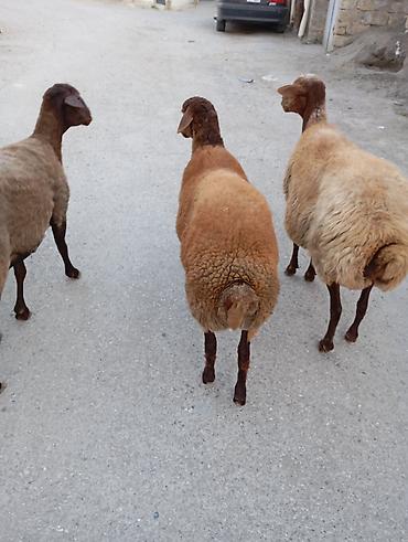 mal qara: Maşallah 7aylıq erkeydi qiymete göre narahat etme — 5