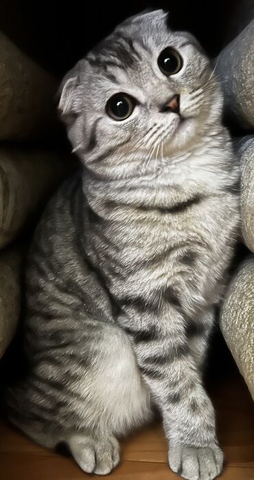 британская вислоухая кошка: Продаем кошку, вислоухая цвет мрамор. 1.5 года. Привита, не
