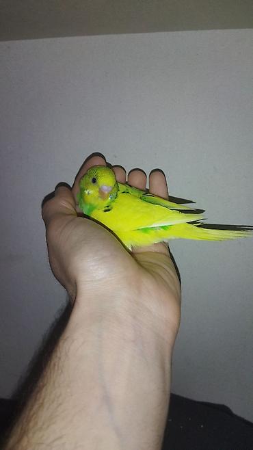 Tutuquşları: Il — 9