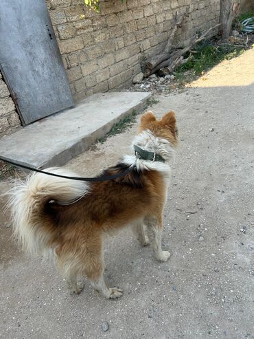 İtlər: Akita-inu, 1 il, Erkek, Peyvəndli, Ünvandan götürmə