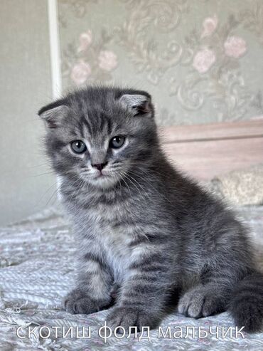 кошка британская шиншилла: Британ кыска жүндүү, 2 айлык, Эркек, Кызгылт көгүш