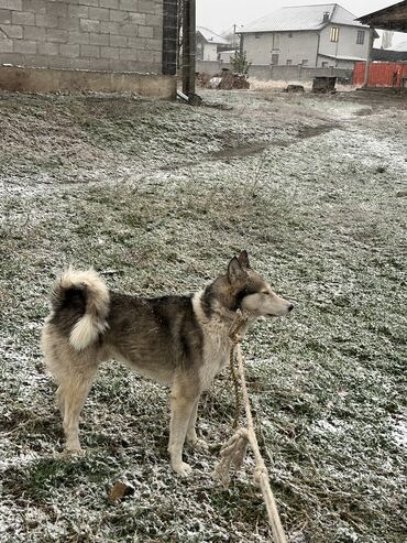 объявления о собаках sobaka: Лайка, 1 год, Самец, С прививкой