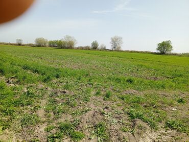 Torpaq sahələrinin satışı: 187 sot, Kənd təsərrüfatı, Barter mümkündür, Texniki pasport -da lalafo.az — 5 Torpaq sahələrinin satışı: 187 sot, Kənd təsərrüfatı, Barter mümkündür, Texniki pasport — 5