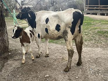 Коровы, быки: Продаю | Корова (самка) — 3