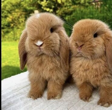 Dovşanlar: 🐇 Holland Minilop – Qalib Cins Balaca Dovşanlar Satılır! 🌟 Tam saf — 3