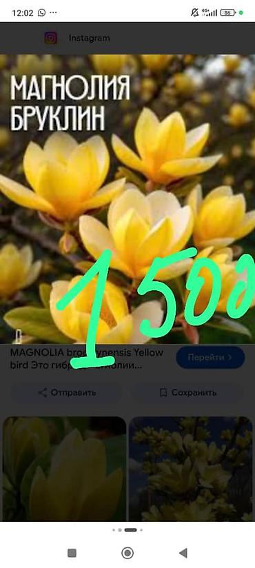 Көчөттөр — 8