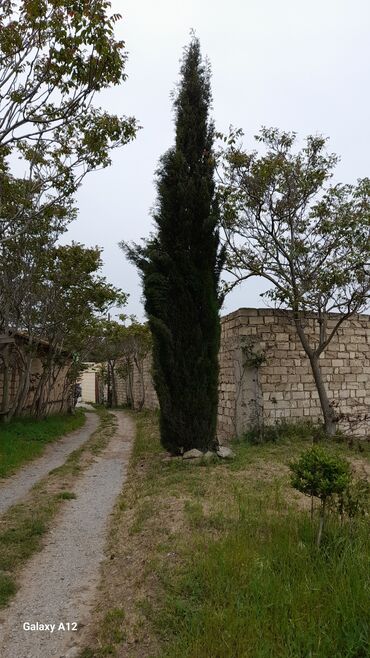 ananas ağacı: Şam agaci,encil agaci,tut agaci,zeytun agaci,yolka agaci,nar