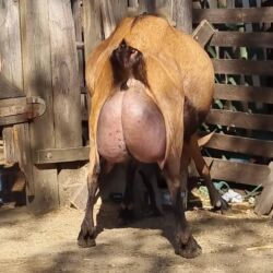 Keçi, çəpiş: Saanen/Anglo-Nubian tipli südlük keçi sürüsü - Fotoşəkillərdə görünən — 4