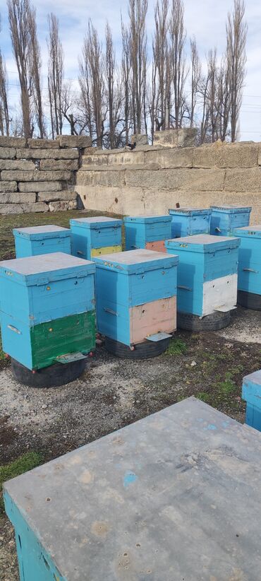 Диваны: Продаю 14 рамочный дадан улья без пчел
г Бишкек
