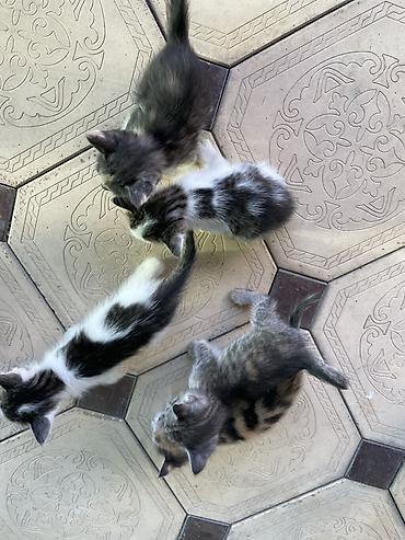 коты белый: Котята, помет из нескольких малышей разной окраски: - два бело-черных — 2