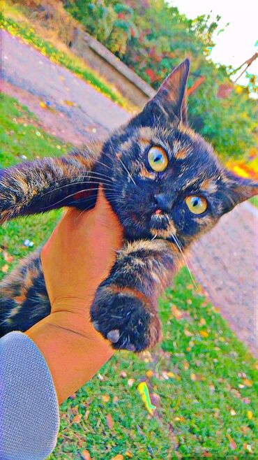 Отдам даром кошку: Кошка даром: Американская короткошёрстная, 2 месяца, Девочка, Проглистована