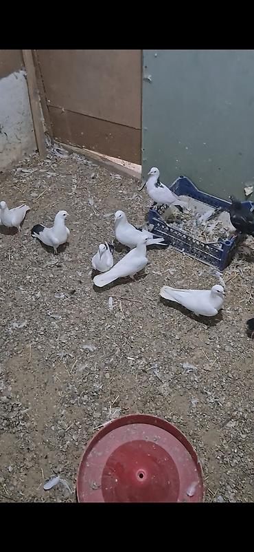 heyvanlar quşlar: 15dənə tutulma heyvandı 5 manatdan ünvan bakı naxçıvanski 070. 232 32 — 1