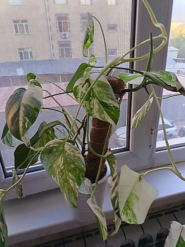 Монстера вариегатная (Monstera deliciosa ‘Albo/Variegata’) в горшке -