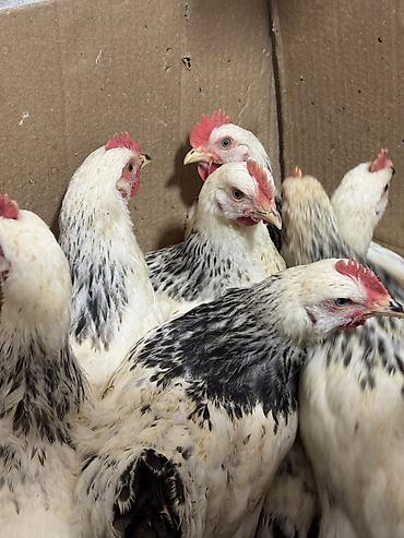 Птицы: Продаю цыплят — 4