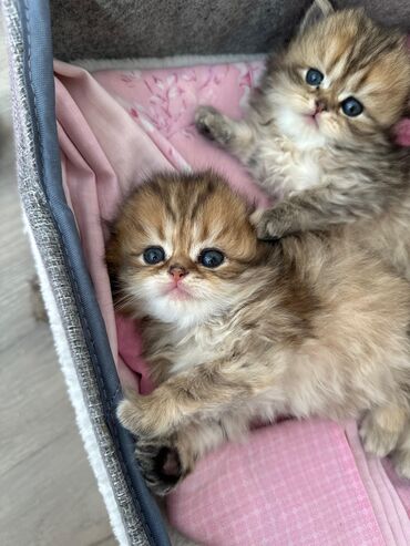 Pişiklər: Britan yastı qulaq, Erkək, Dişi — 12