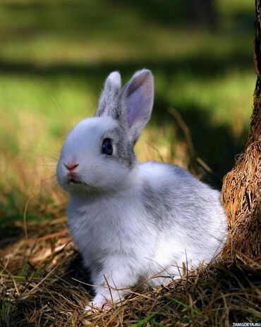 Dovşanlar: Ev dovşanı balaları satılır. Karlik(cırtdan) cinsi. Sağlam və — 29