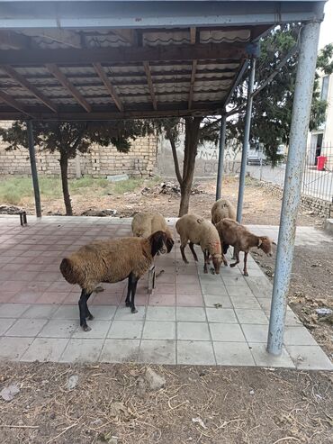 Товары для с/х животных: Məhsul: Qoyun sürüsü Təsvir: - Şəkildə 5 baş yerli cins qoyun-göyünə