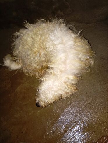 İtlər: Bişon Frize — 4