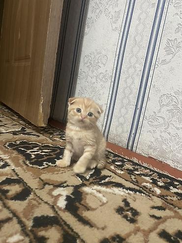 Мышыктар: Котята с вислыми ушками, домашние. Окрас разный: - черно-белые — 9