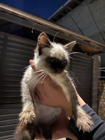 Котёнок с окраской поинт (маска на мордочке, тёмные лапки и хвост)