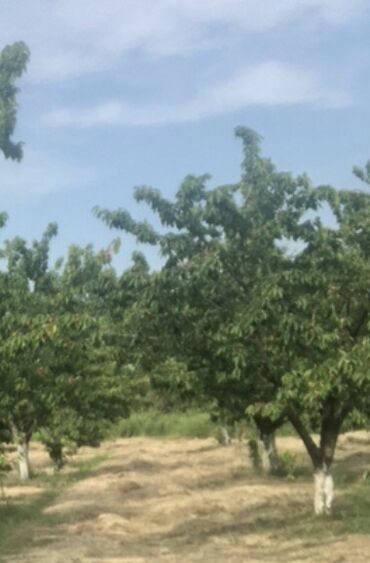 Torpaq sahələrinin satışı: 48 sot, Tikinti, Mülkiyyətçi, Bələdiyyə — 4