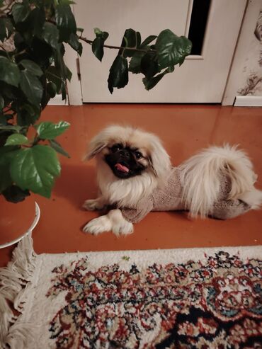 baki heyvan satisi: Pekines, 9 ay, Erkek, Peyvəndli, Ünvandan götürmə