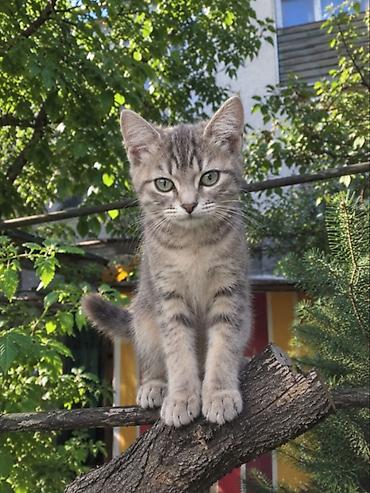 котята дарлм: Очаровательные котята домашнего разведения, спортивного строения, в — 3