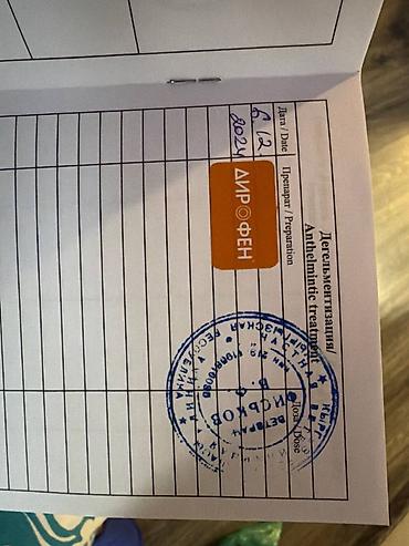 фенек цена: Мейн-кун, 2 года, Мальчик, Серый, Приучена к лотку — 5