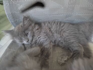 Продажа кошек: Мейн-кун, 2 месяца, Мальчик, Серый