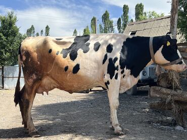симентал карова: Продаю | Корова (самка) | Голштин | На откорм, Для разведения, Для молока