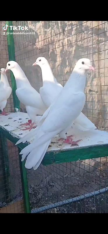 золотая шиншилла баку: Salam göyərcinlər bir nəsildi ən az 5-saat uçuşlari super gözləri — 1