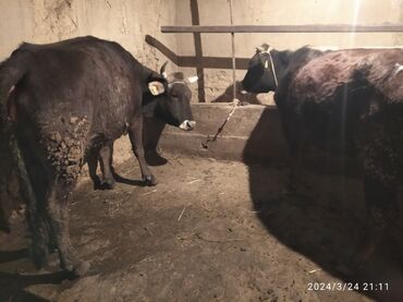 Коровы, быки: Продаю | Корова (самка) | На откорм, На забой, Для молока