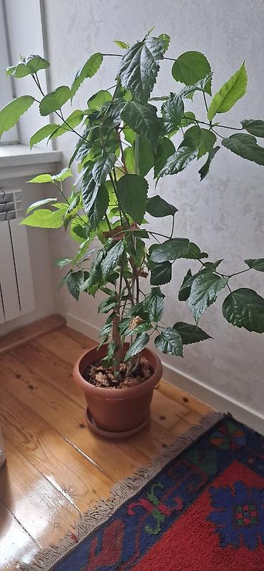 yaşıl: Hibiskus (Çin qızılgülü), torfa əkilib - Hündürlüyü təxminən 120–150 — 7