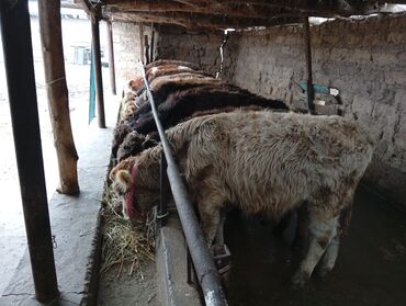 Коровы, быки: Продаю | Бык (самец) | На откорм — 9