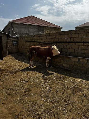 inək: İki baş təmiz qan erkək simmental dana satılır. Böyüyünün 1 yaşı var — 7
