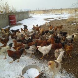 гнездовой домик для волнистых попугаев: Продаются Куры, петухи. Вывод апрельский. Выгул свободный. Чистые at lalafo.kg гнездовой домик для волнистых попугаев: Продаются Куры, петухи. Вывод апрельский. Выгул свободный. Чистые