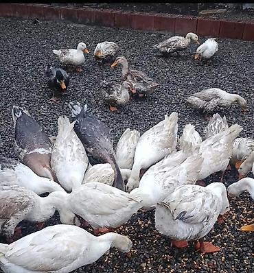 balaca cuce: 50 ədəd ördək hamısı bu ilki balalardi uje yumurtayirlar tək tək 15 — 5