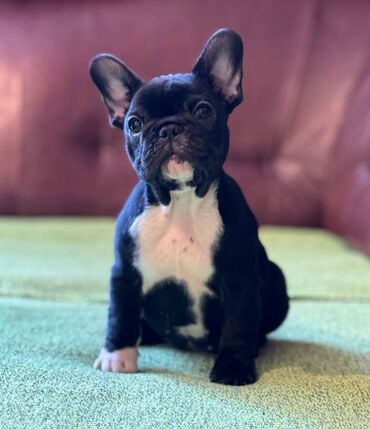 Psi: Odgajivačnica Francuskih Buldoga FCI 6478 Smederevo Fortress nudi na lalafo.rs — 4 Psi: Odgajivačnica Francuskih Buldoga FCI 6478 Smederevo Fortress nudi — 4