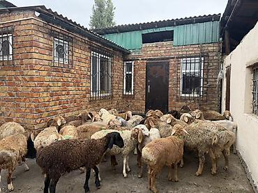 Продам с/х животных: Продаю | Баран (самец) | Полукровка | Для разведения | Ярка — 6