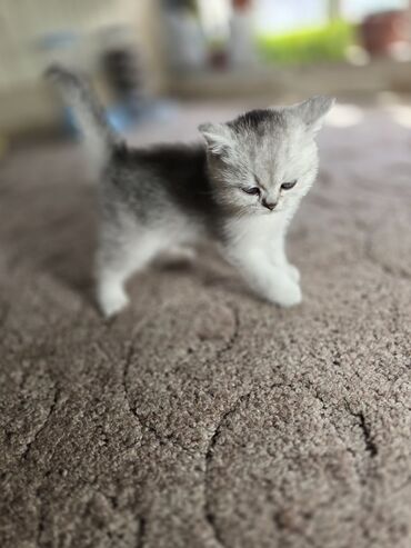 шотландская коричневая кошка: Шотландский котёнок, окраса серебристый шиншилла (возможен